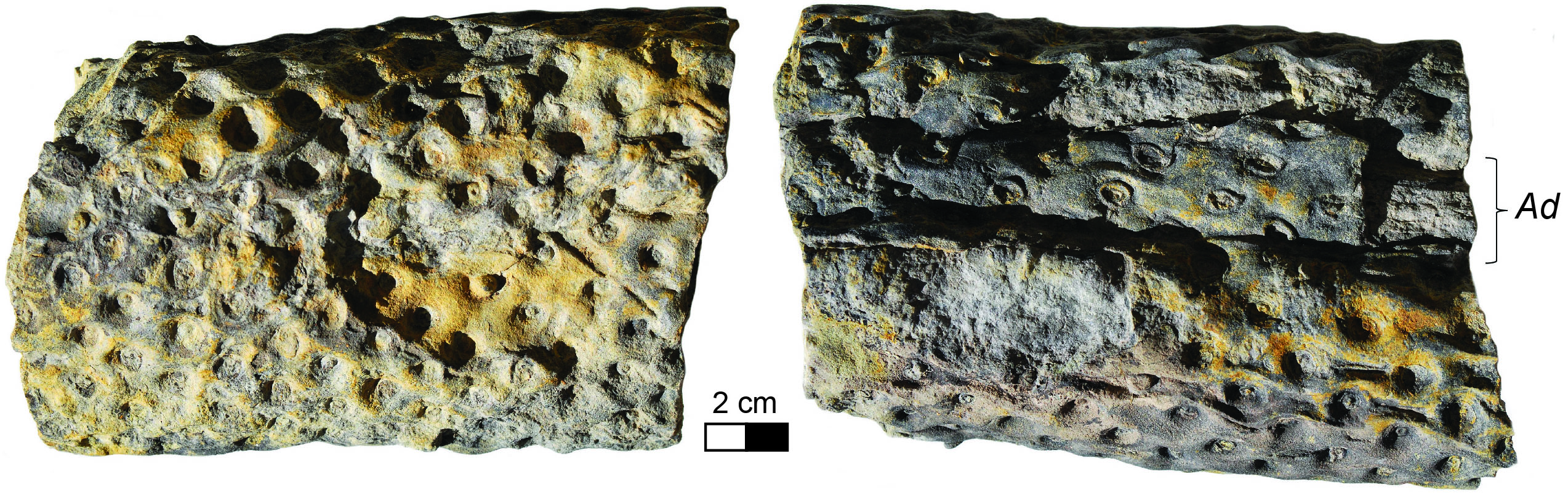 Two sides of a Stigmaria ficoides specimen from eastern Kentucky preserved as a sandstone cast,